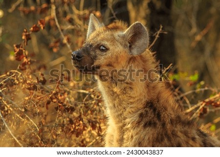 Portrait of spotted hyena cub, species Crocuta crocuta standing watchful in Kruger National Park, South Africa. Iena ridens or hyena maculata in nature grassland habitat. Dry season.