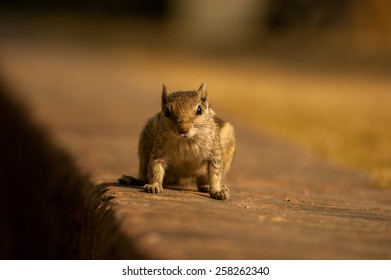 Portrait of Squirrel 