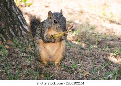 Portrait Of Squirrel, Isolated On Park. Urban Wildlife