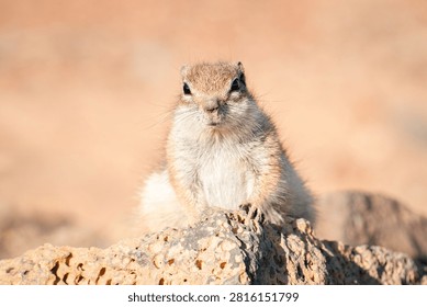 A portrait of a squirrel looking at the camera