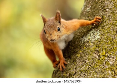 Portrait of a squirrel on a tree. - Shutterstock ID 1457623934
