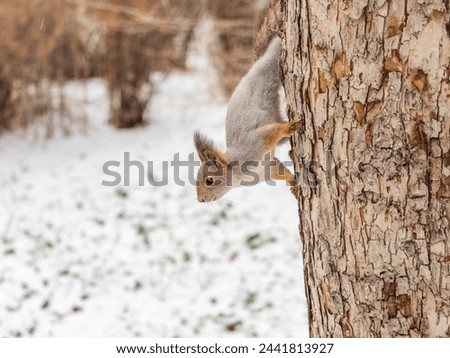 Portrait of a squirrel on a tree trunk. A curious red squirrel peeks out from behind a tree trunk