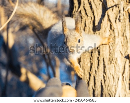 Portrait of a squirrel on a tree trunk. A curious red squirrel peeks out from behind a tree trunk