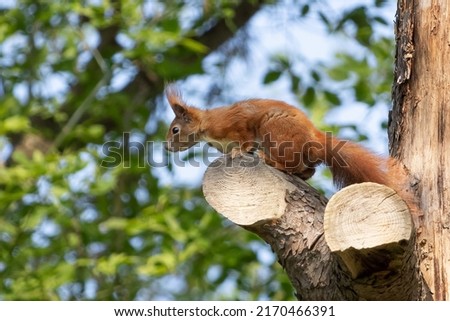 Portrait of a squirrel (Sciurus vulgaris) perched on a branch isolated on green. Red squirrel. European fauna. Rodent. Forest animals.