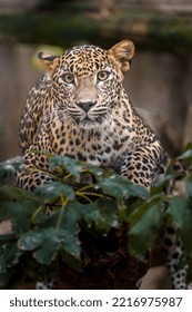 Portrait Of Sri Lankan Leopard