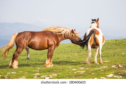 Portrait Stallion Big Penis Mare の写真素材 今すぐ編集