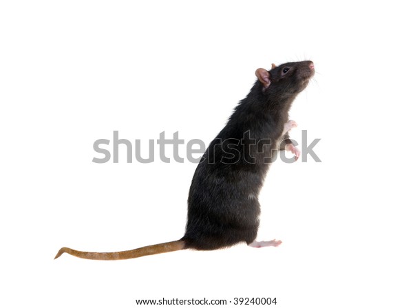 Portrait Standing Black Rat On White Stock Photo 39240004 | Shutterstock