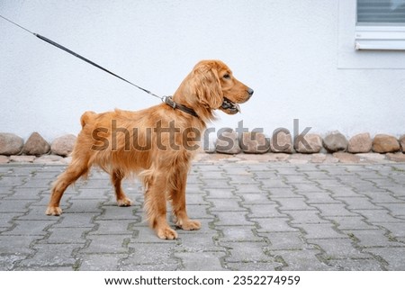 Portrait of a standing brown english cocker spaniel. A beautiful brown haired dog. Adorable pet on a walk. Walking outdoors. Young purebred animal. Open mouth with pink tongue. On a leash. Copy space.