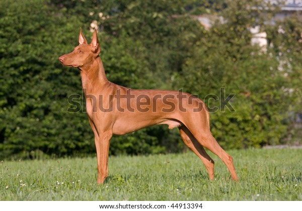 Portrait of\
standing dog in a meadow - Pharaoh\
Hound
