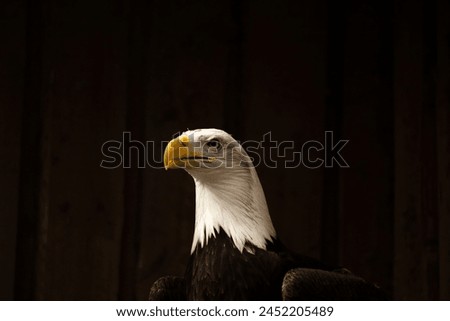 A portrait of a staring Bald Eagle against a black background ideal for caption.