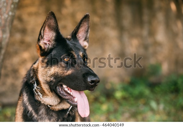 Portrait Staring Purebred Shorthaired German Shepherd Stock Photo