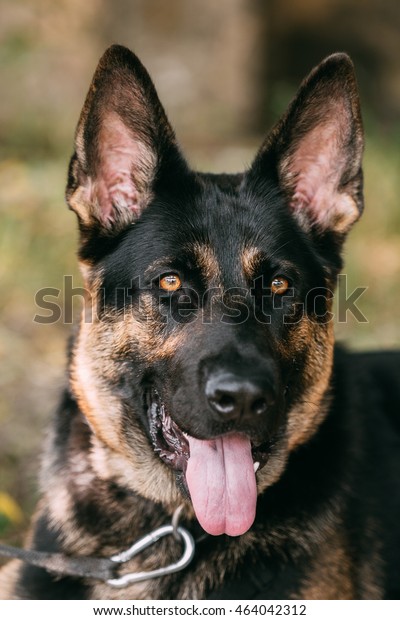 Portrait Staring Purebred Shorthaired German Shepherd Stock Photo