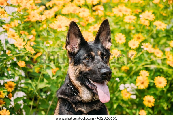 Portrait Staring Purebred Shorthaired German Shepherd Stock Photo