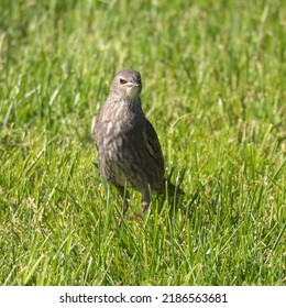 Portrait Of A Starling Chick On Green Grass In Spring