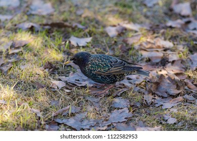 portrait of a starling in early spring - Shutterstock ID 1122582953