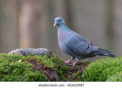 Portrait Of A Stock Dove