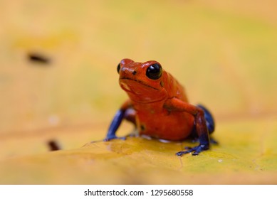 Portrait of Strawberry Poison Dart Frog (Oophaga pumilio) resting on yellow leaf