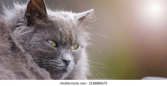 Portrait Of Stray Cat In A Street Looking Towards The Photographer. Banner, Selective Focus