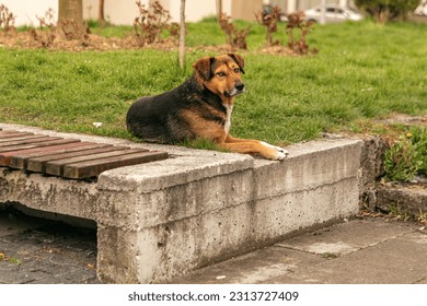 Portrait of a stray dog in a city in Bosnia Herzegovina - Shutterstock ID 2313727409