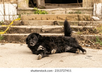 Portrait of a stray dog in a city in Bosnia Herzegovina - Shutterstock ID 2313727411