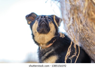 Portrait Of A Stray Dog Lying In The Shade.