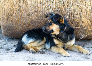 Portrait Of A Stray Dog Lying In The Shade.