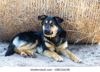 Portrait Of A Stray Dog Lying In The Shade.