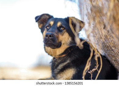 Portrait Of A Stray Dog Lying In The Shade.