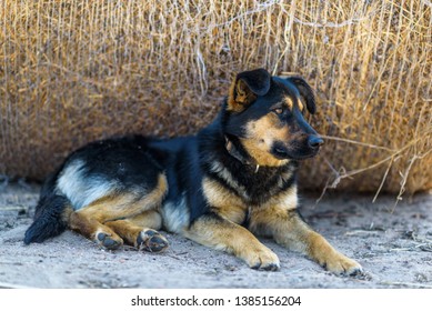 Portrait Of A Stray Dog Lying In The Shade.