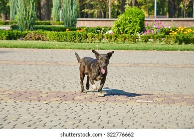 can dogs run on pavement