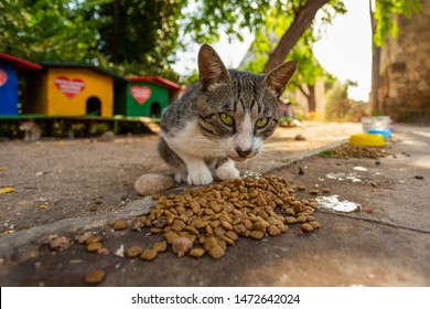 Porträt von Straßenkatzen, die keine Hauskatzen sind und Essen an einem besonderen Ort im Freien essen, wo Menschen helfen, Katzen zu überleben. Weitwinkelige horizontale Farbfotografie.