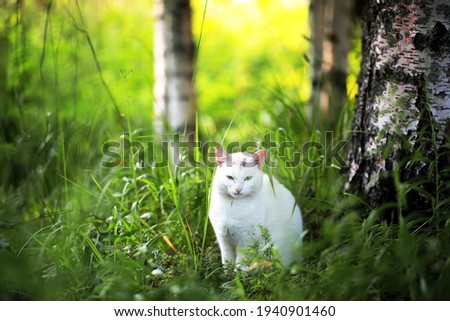 Similar – Foto Bild Katzenportrait auf der Straße