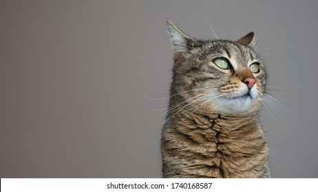 Portrait Of A Striped Cat With Green Eyes On A Gray Background. A Cat With Lowered Ears Looks Away. Negative Space.