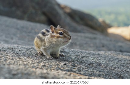 portrait of a striped funny chipmunk with with huge jowls