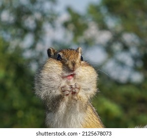 portrait of a striped funny chipmunk with with huge jowls