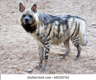 Portrait Of Striped Hyena (Hyaena Hyaena)