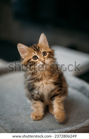 Portrait of a striped kitten of the Kuril bobtail at home. A small, thoroughbred kitten sits quietly and looks towards the camera in the home interior