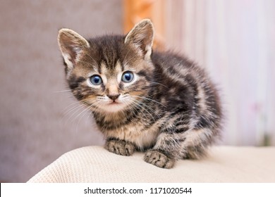 Similar Images Stock Photos Vectors Of Two Cute Kittens Cuddle Each Other British Shorthair Cats Shutterstock