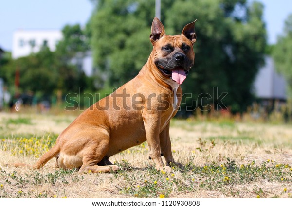 strong staffy