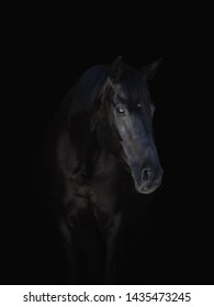 4,086 Black spot horse Images, Stock Photos & Vectors | Shutterstock