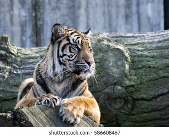 Стоковая фотография 167761799: Big Sumatran Tiger Zoo Khokeaw Open