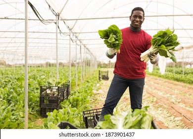 Portrait of successful African American farmer standing at farm greenhouse with ripe Swiss chard in hands during harvest