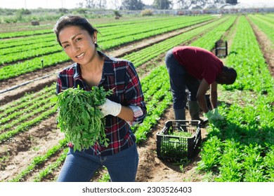 Portrait of successful Hispanic woman horticulturist on plantation of leafy vegetables with freshly harvested arugula leaves - Powered by Shutterstock