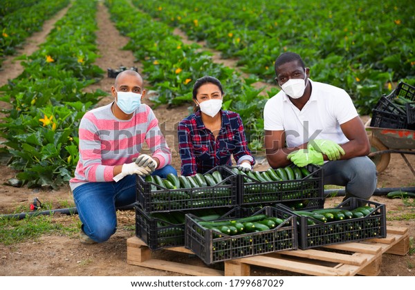 Portrait of successful\
international team of farmers wearing medical face masks to prevent\
COVID 19 infection posing near boxes with freshly picked zucchini\
during harvest 