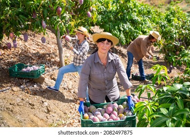 Portrait Of Successful Mature Woman Farmer Standing With Box Of Freshly Picked Mangoes In Fruit Garden During Harvest