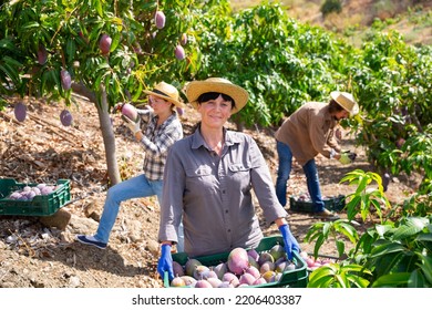 Portrait Of Successful Mature Woman Farmer Standing With Box Of Freshly Picked Mangoes In Fruit Garden During Harvest