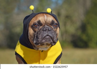 Portrait Of A Sulking French Bulldog Dog Dressed Up In Hoodie With Antlers Resembling A Bee Halloween Costume