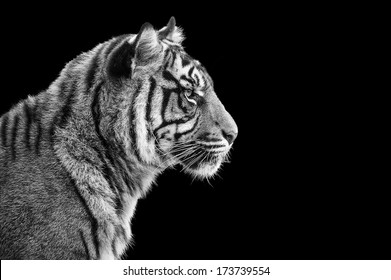 Portrait Of Sumatran Tiger In Black And White