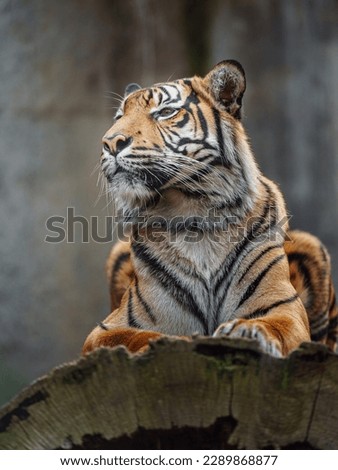 Portrait of Sumatran tiger in zoo