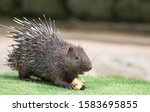 Portrait of an Sunda  porcupine. An exotic and very specific looking animal. 